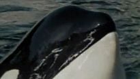 <strong>Orca / Katil Balina</strong> Orijinal Fragman