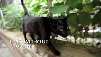 Kedi - Fragman