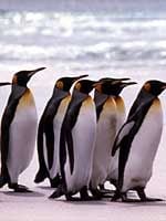 Kuşlar Kanatlı Uygarlık posteri