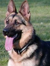 Pulsar Köpek'un fotoğrafi