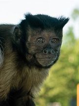 Crystal the Monkey'un fotoğrafi