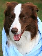 Köpek Max'un fotoğrafi
