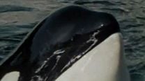 Orca / Katil Balina Orijinal Fragman görüntüsü
