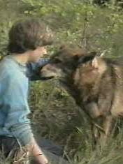 The littlest Hobo Sezon 6 posteri