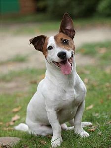 Ouifi Sezon 1 posteri