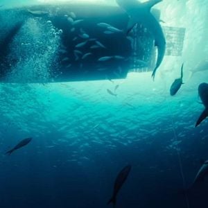 Fotoğraf Dangerous Animals