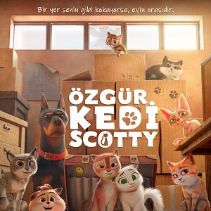 Fotoğraf Özgür Kedi Scotty