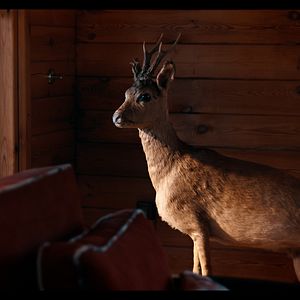 Fotoğraf Karanlıktan Kaçış