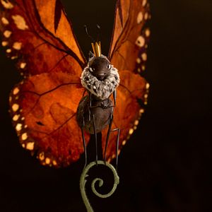 Fotoğraf Hoplayanlar