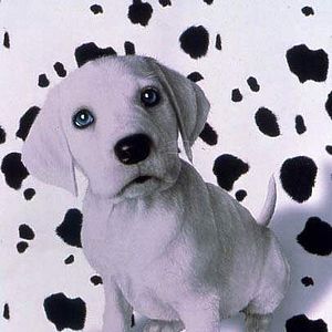 Fotoğraf 102 Dalmaçyalı