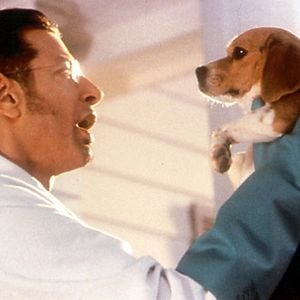 Fotoğraf Kediler ve Köpekler