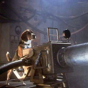 Fotoğraf Kediler ve Köpekler