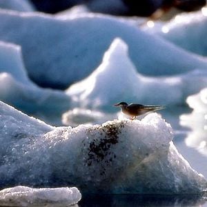 Fotoğraf Kuşlar Kanatlı Uygarlık