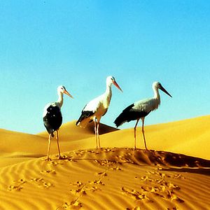 Fotoğraf Kuşlar Kanatlı Uygarlık