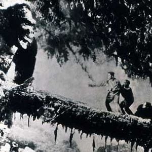 Fotoğraf King Kong