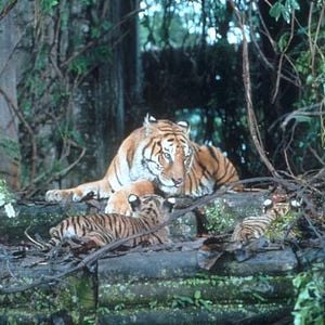 Fotoğraf Two Brothers