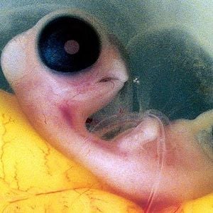 Fotoğraf Yaradılış: Büyük Sır