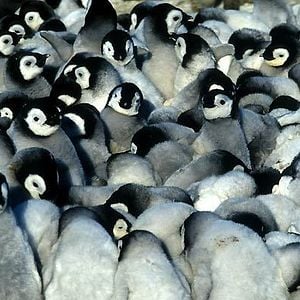 Fotoğraf İmparatorun Yolculuğu