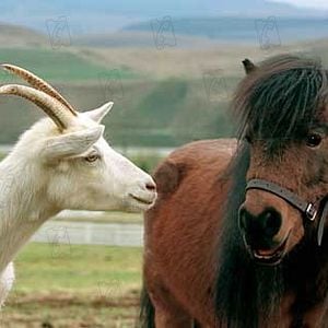 Fotoğraf Racing Stripes