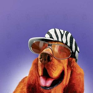 Fotoğraf Racing Stripes