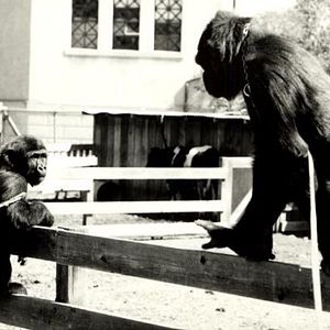 Fotoğraf Barbet Schroeder