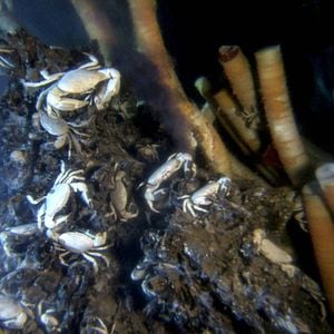 Fotoğraf Aliens of the Deep