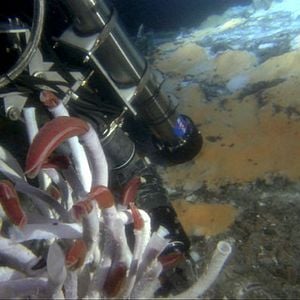 Fotoğraf Aliens of the Deep