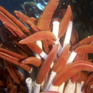 Fotoğraf Aliens of the Deep