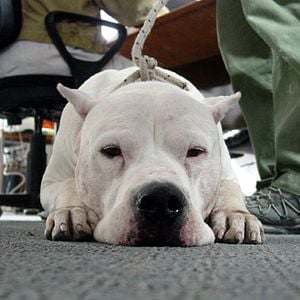 Fotoğraf Bombon Köpek