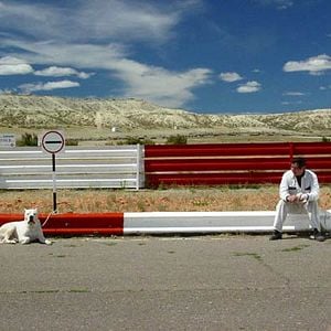 Fotoğraf Bombon Köpek