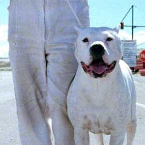 Fotoğraf Bombon Köpek