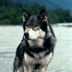 Fotoğraf Randal Kleiser