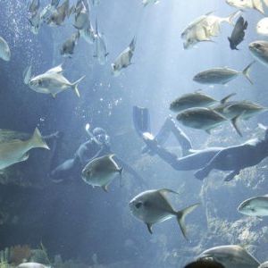 Fotoğraf Surface (2005)