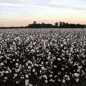 Fotoğraf Pierre Hodgson