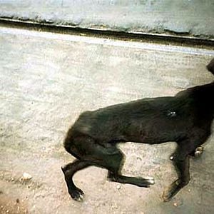 Fotoğraf Kalküta’nın Çocukları