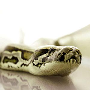 Fotoğraf Ölümcül Kargo