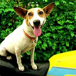 Fotoğraf Wisit Sasanatieng