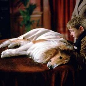 Fotoğraf Lassie