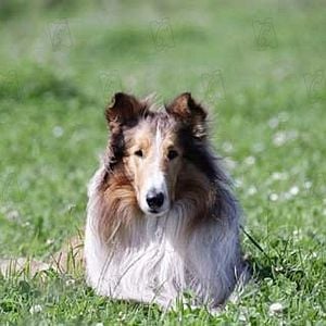 Fotoğraf Lassie