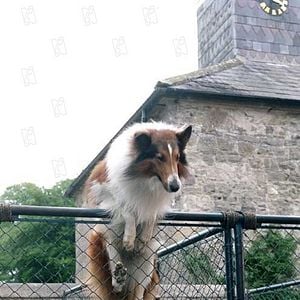 Fotoğraf Lassie