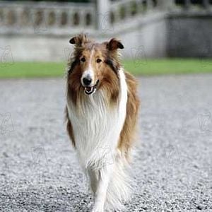 Fotoğraf Lassie