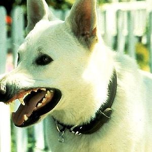 Fotoğraf Beyaz Köpek