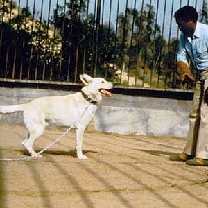 Fotoğraf Beyaz Köpek