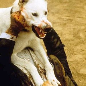 Fotoğraf Beyaz Köpek