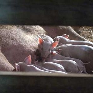 Fotoğraf Gary Winick