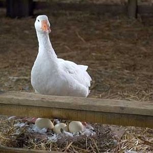 Fotoğraf Gary Winick