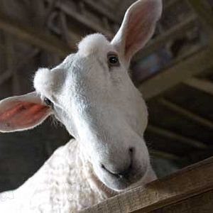 Fotoğraf Gary Winick