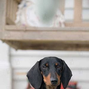 Fotoğraf Gary Winick