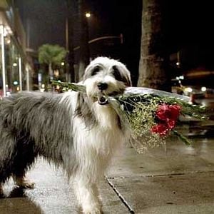 Fotoğraf Brian Robbins