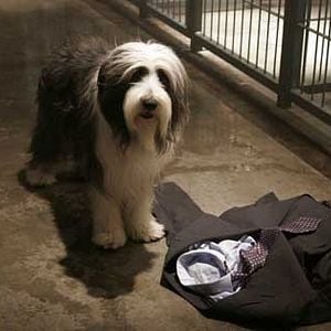 Fotoğraf Bak Şu Köpeğe